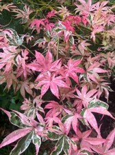 Geisha gone wild for sale  Pelzer