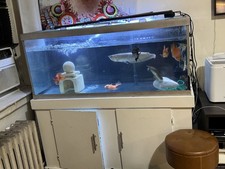 Gallon fish tanks for sale  Bronx