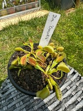 Dionaea muscipula crocodile gebraucht kaufen  Mühldorf a.Inn