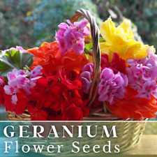 geraniums 2 gallon sizes for sale geraniums 2 gallon sizes for sale Meridian