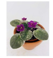 Novelty african violet for sale  Menifee