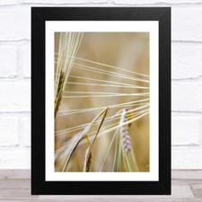 Close ear wheat for sale  UK