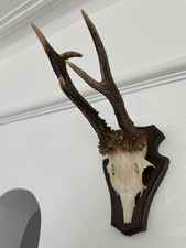 Real pointy antlers for sale  SOUTHEND-ON-SEA