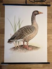 Graugans gans wildgans gebraucht kaufen  Hürth
