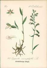 Chromolithographie sumpf stein gebraucht kaufen  Sibbesse