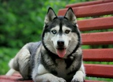 Polarhund schlittenhund husky gebraucht kaufen  Deutschland