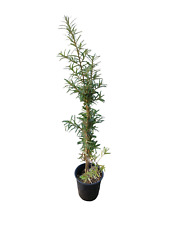 Sanddorn friesdorfer range gebraucht kaufen  Menslage