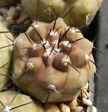 Copiapoa cinerea 2029 gebraucht kaufen  Düsseldorf