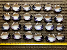 Quahog shells wampum for sale  Jefferson
