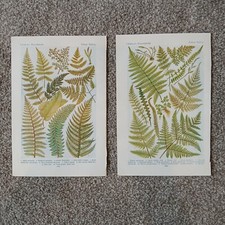 Antique botanical bookplate for sale  SWINDON