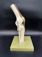 Somso kniemodell bio gebraucht kaufen  Gersthofen
