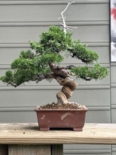 Japanese itoigawa shimpaku for sale  Pittsburgh