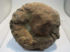 Md231 ammonit nautilus gebraucht kaufen  Langenselbold