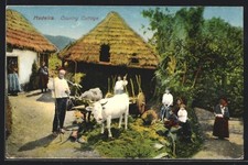 Madeira costume campestre gebraucht kaufen  Berlin