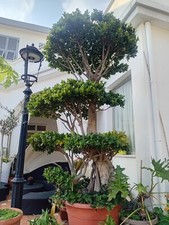 Bonsai albero piante usato  Celle Ligure