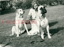 1960 photo dogs for sale  PRESTON