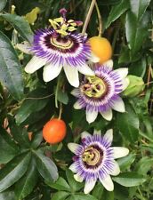 Passiflora caerulea pianta usato  Valmacca