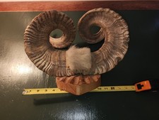 Pair authentic natural for sale  Trenton