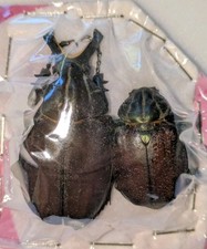 Inca clathrata pair for sale  WOKING