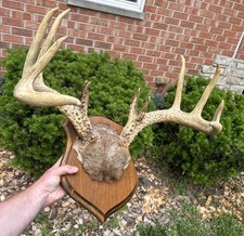 decorative antler for sale decorative antler for sale Lake Zurich