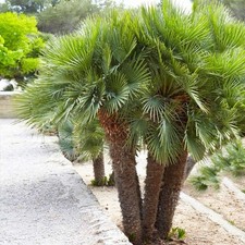 Mediterranean fan european for sale  Byron