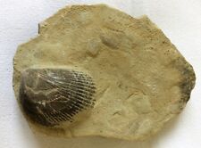Fossile coquillage coque d'occasion  Marignane