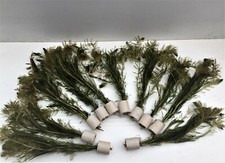 Grünestausenblatt myriophyllu gebraucht kaufen  Gelsenkirchen