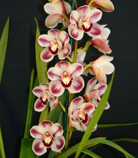 Orchidée cymbidium kimberley d'occasion  Paris XV