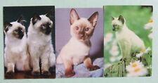 Postcards kittens cats for sale  MILTON KEYNES