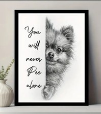 X16 pomeranian dog for sale  Plainfield