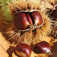 Châtaignier marsol castanea d'occasion Châtaignier marsol castanea d'occasion  Pouzauges