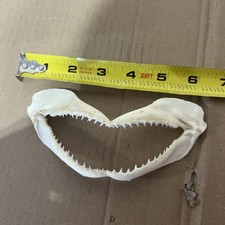 Shark jaw real d'occasion  Expédié en Belgium