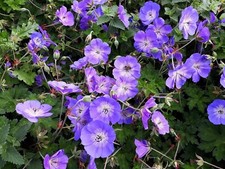 Geranium rozanne dauerblüher gebraucht kaufen  Goch