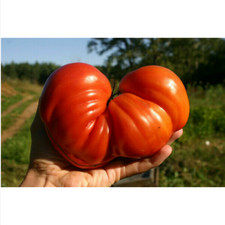 Cuore pomodoro bue usato  Trappeto