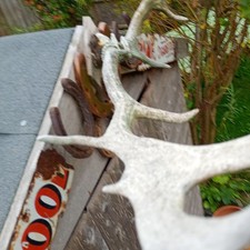 Vintage point deer for sale  TETBURY