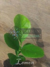 Lemon eureka tree for sale  Sheridan