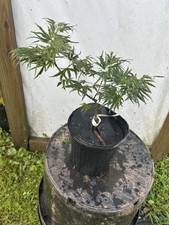 Acer palmatum kryptonite for sale  Hendersonville