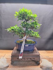 Rare red flowering for sale  PETERBOROUGH