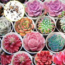 100 hens chicks for sale  Russell
