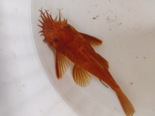 Day super red for sale  Saint Petersburg