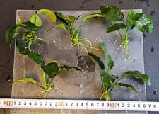 Anubias barteri live for sale  LONDON