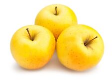 Golden delicious apple for sale  Livingston