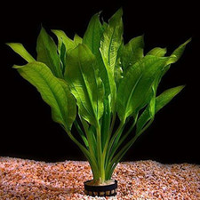 Live aquarium plant for sale  BIRMINGHAM