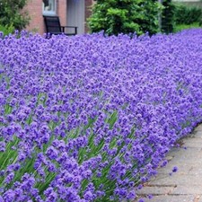 Scented english lavender for sale  BELLSHILL