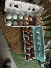 roosters maran cuckoo rooster for sale roosters maran cuckoo rooster for sale Hamel