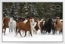 Wild horse round for sale  Mount Vernon