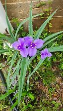spiderwort plants for sale spiderwort plants for sale Macon