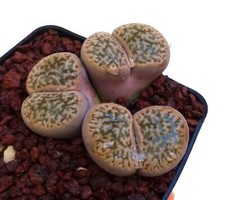 Lithops hookeri var. d'occasion  Expédié en France
