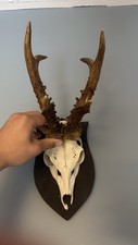 Beautiful roe deer for sale  DEREHAM
