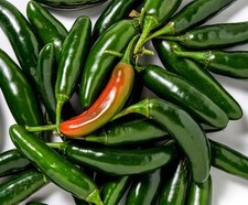 Serrano hot chili for sale  Norwalk